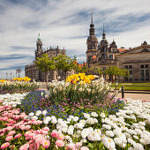 Theaterplatz mit Hofkirche und Residenzschloss im Frühling mit blühendem Blumen im Vordergrund, Dresden, Sachsen, Deutschland