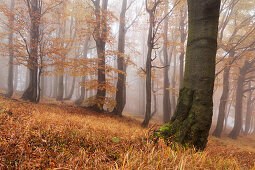 Primeval beech forest in autumn with grass in the foreground, Ore Mountains, Ustecky kraj, Czech Republic