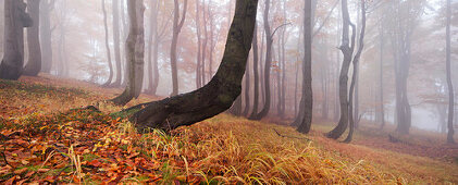 Panorama of a primeval beech forest in autumn with gras in the foreground, Ore Mountains, Ustecky kraj, Czech Republic