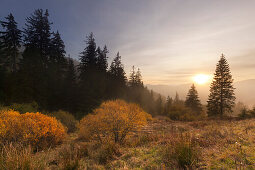 Evening mood at Menzenschwand, Black Forest, Baden-Wuerttemberg, Germany