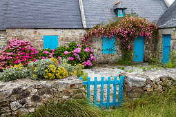 country house with blue blinds and hydrangea flowers, Menesguen, Cap de la Chevre, peninsula, Crozon, Finistère, Bretgane, France