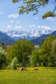 Haflinger bei Murnau mit Wettersteingebirge, Alpen, Oberbayern, Deutschland