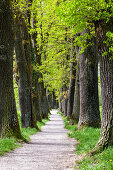 Oaks, Alley in spring, Kottmueller-Allee, Murnau, Upper Bavaria, Germany