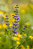 Wiesensalbei blühend, Salvia pratensis, Oberbayern, Deutschland