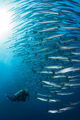 Scuba Diver and Shoal of Blackfin Barracuda, Sphyraena qenie, Shaab Rumi, Red Sea, Sudan