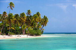 Kokospalmen am Strand, Cocos nucifera, Tobago, West Indies, Karibik