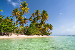 Kokospalmen am Strand, Cocos nucifera, Tobago, West Indies, Karibik