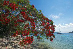 Tropische Flammenbaum an der Küste von Efate, Vanuatu