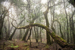 mit Moos behangene, wild wüchsige Bäume im Nebelwald des Parque Nacional de Garajonay, La Gomera, Kanarische Inseln, Kanaren, Spanien