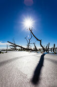 Reste eines Baumes und Strauches im Golf von Mexiko  bei Sonnenschein und blauem Himmel, Ft.Myers Beach, Florida, USA