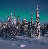 Panoramic view with snowy forest and frozen trees under a starry sky with northern lights in winter, Riisitunturi National Park, Kuusamo, Lapland, Finland, Scandinavia