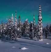 Verschneiter Wald mit verreiften Bäumen unter Sternenhimmel mit Polarlichtern im Winter, Riisitunturi National Park, Kuusamo, Lappland, Finnland, Skandinavien