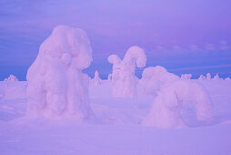 Verschneiter Wald mit stark verreiften Bäumen in der rosa Abenddämmerung im Winter, Riisitunturi National Park, Kuusamo, Lappland, Finnland, Skandinavien
