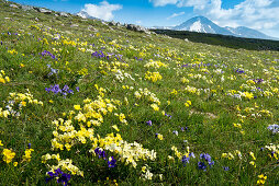 Wild pansies are growing in the alpine mmeadows of the Campo Imperatore