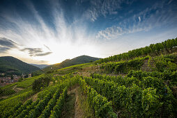 Dorf mit Burgruine in den Weinbergen, Ribeauvillé, Département Haut-Rhin, Elsass, Frankreich