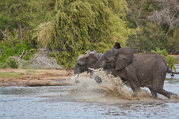 Elefanten beim durchqueren einer Wasserstelle im Krüger Nationalpark Südafrika, Afrika