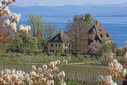 Seafront villa, Lake Constance, Hagnau am Bodensee