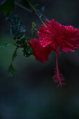 Schöne Blüte mit Regentroofen, Sao Tome, Sao Tome und Príncipe, Afrika