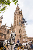 Horse and carriages in front of the cathedral in the historical centre, Seville, Andalusia, province Seville, Spain