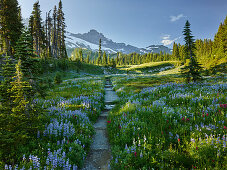 Mt. Rainier Weg auf der Mazama Ridge, Mt. Rainier National Park, Washington, USA