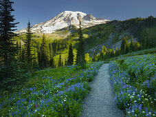 Mt. Rainier Weg auf der Mazama Ridge, Mt. Rainier National Park, Washington, USA