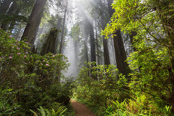 Nebel, Damnation Creek, Rhododendron, Jedediah Smith Redwood State Park, Kalifornien, USA