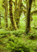 Hall of Mosses, Hoh Rainforest, Olympic National Park, Washington, USA