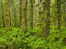 Hoh Rainforest, Olympic National Park, Washington, USA