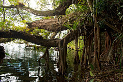 Giant tree on the banks of Lake Echam, a crater lake, Atherton Tablelands, Queensland