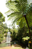 Die Millstream Falls sind die berühmtesten Wasserfälle auf dem tropischen Hochland, Queensland, Australien