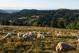 flock of sheep, Feldberg, Black Forest, Baden-Wuerttemberg, Germany