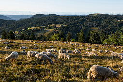 Schafherde, Feldberg, Schwarzwald, Baden-Württemberg, Deutschland