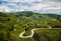 Autumnal vineyards near Oberbergen, Kaiserstuhl, Baden-Wuerttemberg, Germany