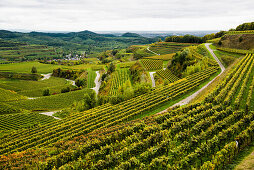 Autumnal vineyards near Oberbergen, Kaiserstuhl, Baden-Wuerttemberg, Germany