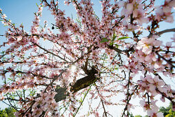 Blossoming almond trees, near Alaro, Majorca, Balearic Islands, Spain