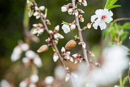 Blossoming almond trees, near Alaro, Majorca, Balearic Islands, Spain