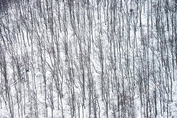 Blick von der Burg Hohenneuffen auf blattlose Bäume im Winter, Neuffen, Landkreis Esslingen, Schwäbische Alb, Baden-Württemberg, Deutschland