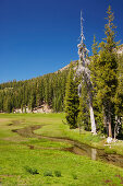 Meadow with rivulet at Lassen Volcanic National Park , California , U.S.A. , America