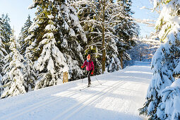 Skifahrerin im Winterwald, Langlauf fahren, Loipe, Sonne, Winterlandschaft, verschneite Tannen, schneebedeckt, Neuschnee, Wintersport, Harz, MR, Sankt Andreasberg, Niedersachen, Deutschland