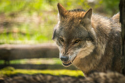 Wolf in Wildpark Schorfheide, National park, Maerkische Schweiz, Rhinluch, Linum, Chorin, Brandenburg, Germany