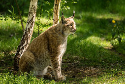 Luchs, Luchs im Unterholz, Wildkatze im Wald, Wildpark Schorfheide, Brandenburg, Deutschland