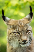 Portrait of Eurasian lynx, wildcat in the forest, Wildlife park Schorfheide, Brandenburg, Germany