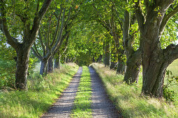 Avenue of limetrees near estate Skovsgaard on the island Langeland, Danish South Sea Islands, Southern Denmark, Denmark, Scandinavia, Northern Europe