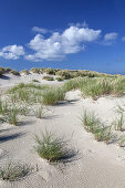 Dunes at headland Grenen at the northern point of Jutland, where Northern Sea and Kattegat come together, Northern Jutland, Jutland, Cimbrian Peninsula, Scandinavia, Denmark, Northern Europe