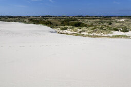 Wandering dune Raberg Mile, Northern Jutland, Jutland, Scandinavia, Denmark, Northern Europe