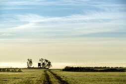 Landscape in morning fog by Wustrow. Darß, Mecklenburg-Vorpommern, Germany