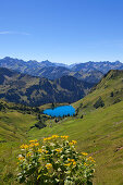 Alpen-Greiskraut Senecio alpinus, Seealpsee am Nebelhorn, bei Oberstdorf, Allgäuer Alpen, Allgäu, Bayern, Deutschland