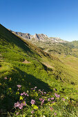 Alpen-Milchlattich Cicerbita alpina am Nebelhorn, bei Oberstdorf, Allgäuer Alpen, Allgäu, Bayern, Deutschland