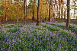 Hasenglöckchen Hyacinthoides non-scripta im Wald, bei Hückelhoven, Nordrhein-Westfalen, Deutschland