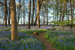 Bluebells Hyacinthoides non-scripta in a forest, near Hueckelhoven, North-Rhine Westphalia, Germany